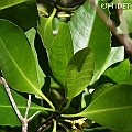 Rhizophora x lamarckii (hybrid between stylosa and apiculata) at Machans Beach<br />Canon EOS 7D + EF70-200 F4L IS +EF1.4xII